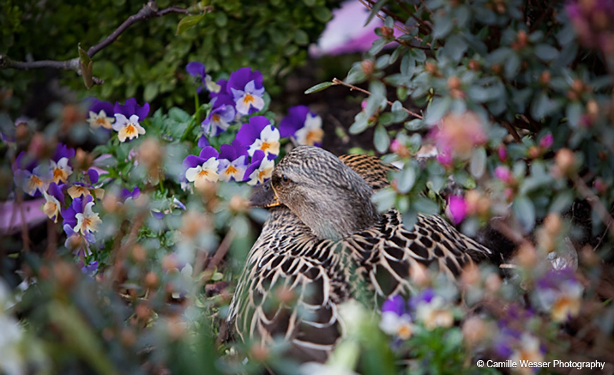 An array of wildlife including our ducks start to appear -spring wedding